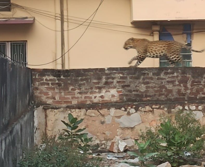Jaipur Leopard Movement Raises Concern in Assembly; Government to Launch 1926 Helpline