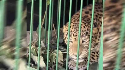 leopard Terror fear of leopard dulled wedding ceremonies colors  movement is difficult for people Srinagar