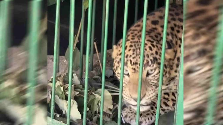 Srinagar: गुलदार के भय से शादी समारोह के रंग भी हुए फीके, रात तक नहीं रुक रहे लोग, बस औपचारिकता कर लौट रहे