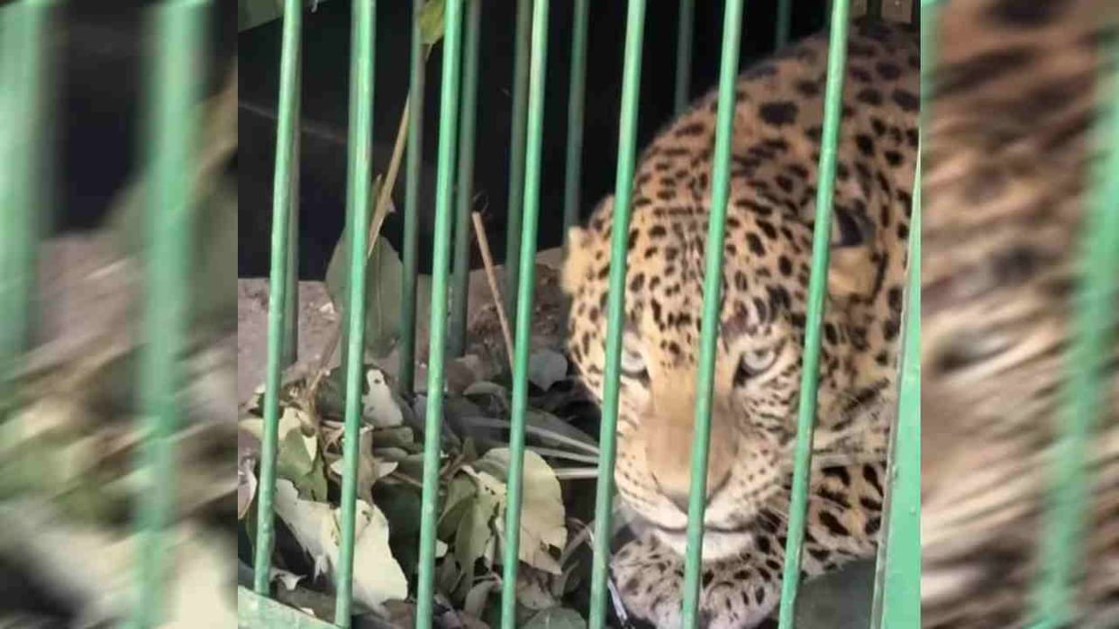 leopard Terror fear of leopard dulled wedding ceremonies colors  movement is difficult for people Srinagar