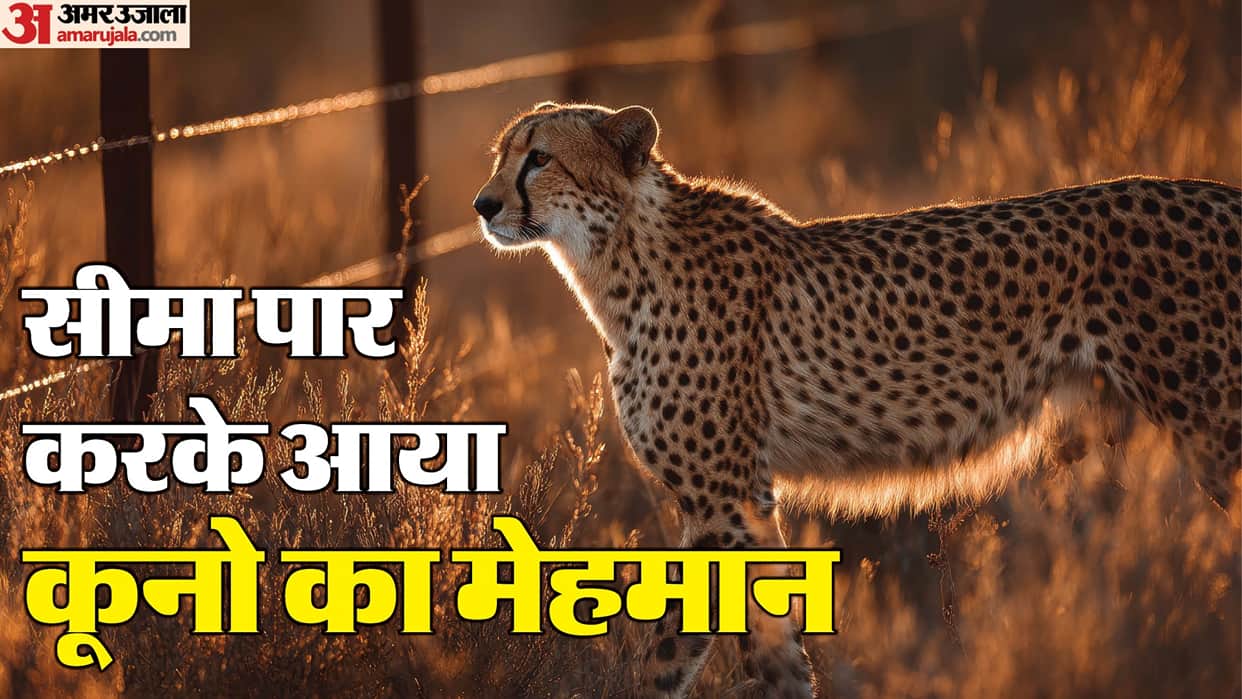 Kuno National Park’s African Cheetah KP-2 Spotted in Kishanganj Range Wildlife Department Issues Safety Alert