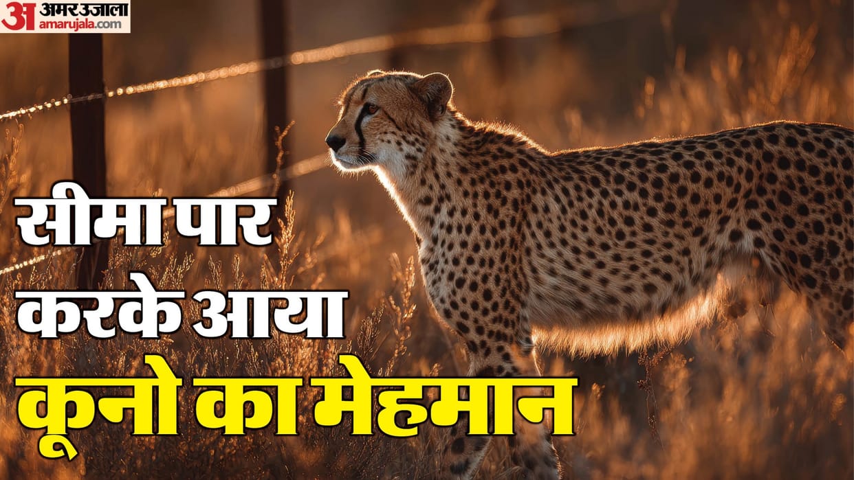 Kuno National Park’s African Cheetah KP-2 Spotted in Kishanganj Range Wildlife Department Issues Safety Alert