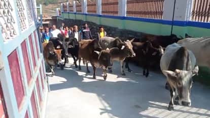 A procession was taken out with stray animals and a demonstration was held in the tehsil in almora