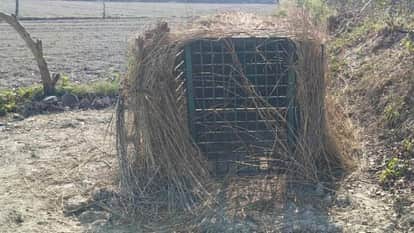 Thieves entered the cage set up to catch the tiger and stole two goats in lakhimpur kheri