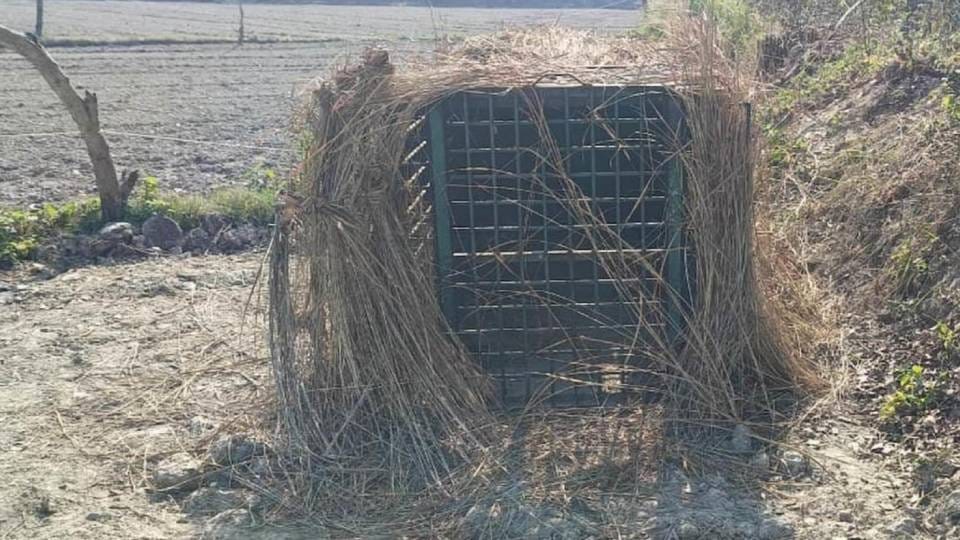 Thieves entered the cage set up to catch the tiger and stole two goats in lakhimpur kheri
