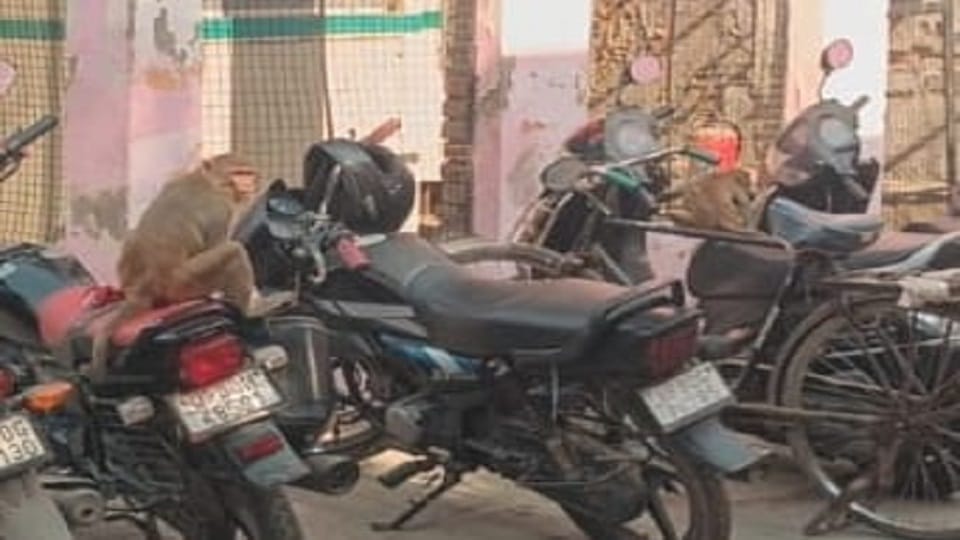 Monkeys Terrorize Patients at Agra District Hospital Authorities Urged to Take Action