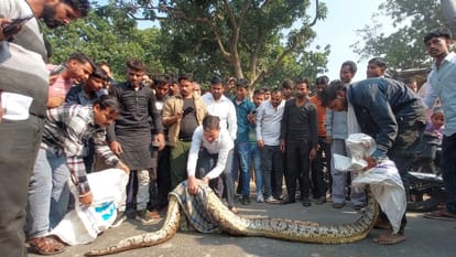 कौशाम्बी के दारानगर में विशालकाय अजगर पकड़ते ग्रामीण।