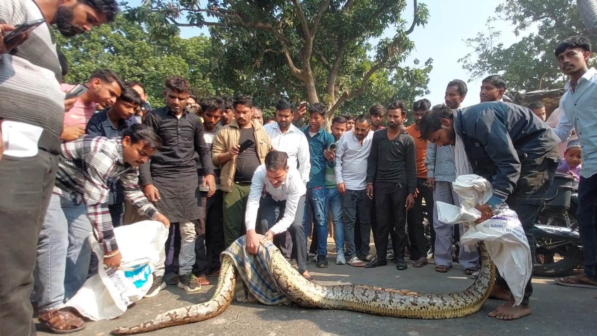 कौशाम्बी के दारानगर में विशालकाय अजगर पकड़ते ग्रामीण।