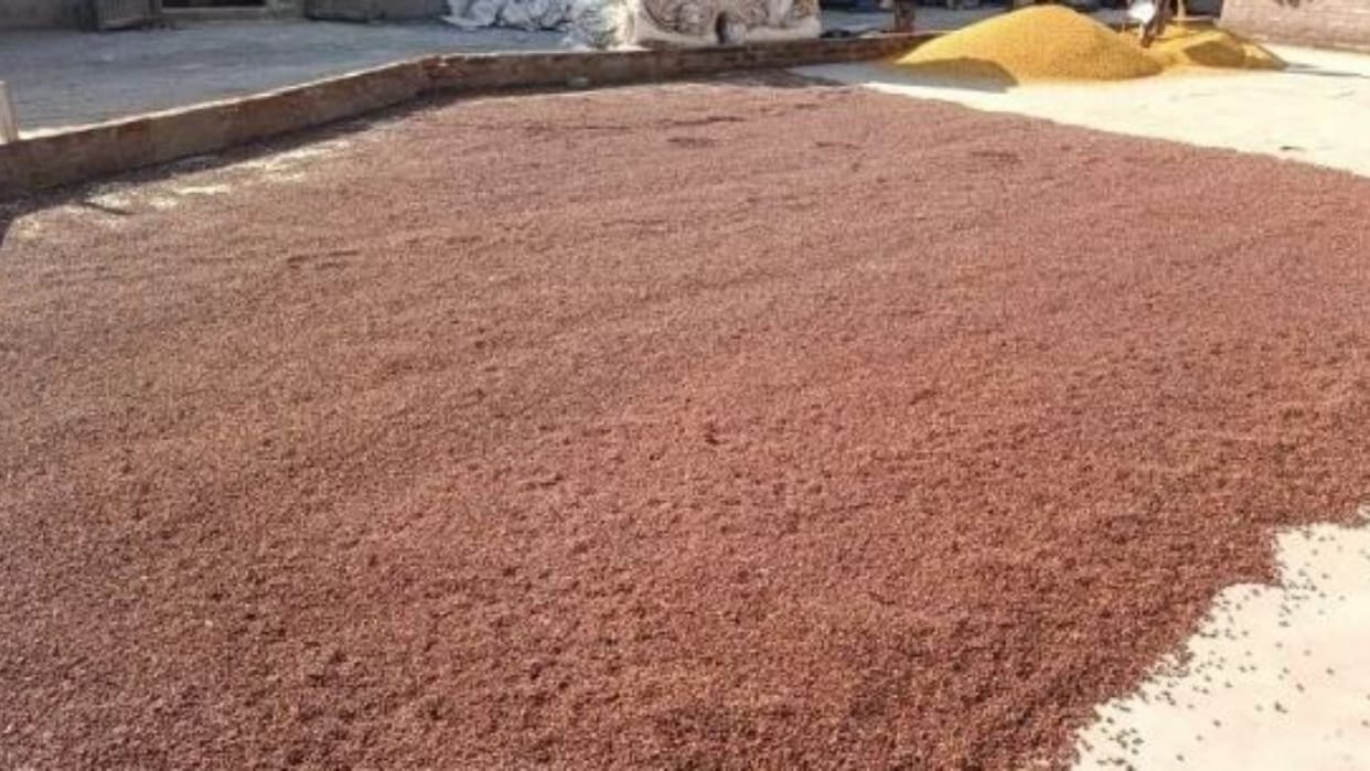 Pulses will be purchased at the block level in Bareilly