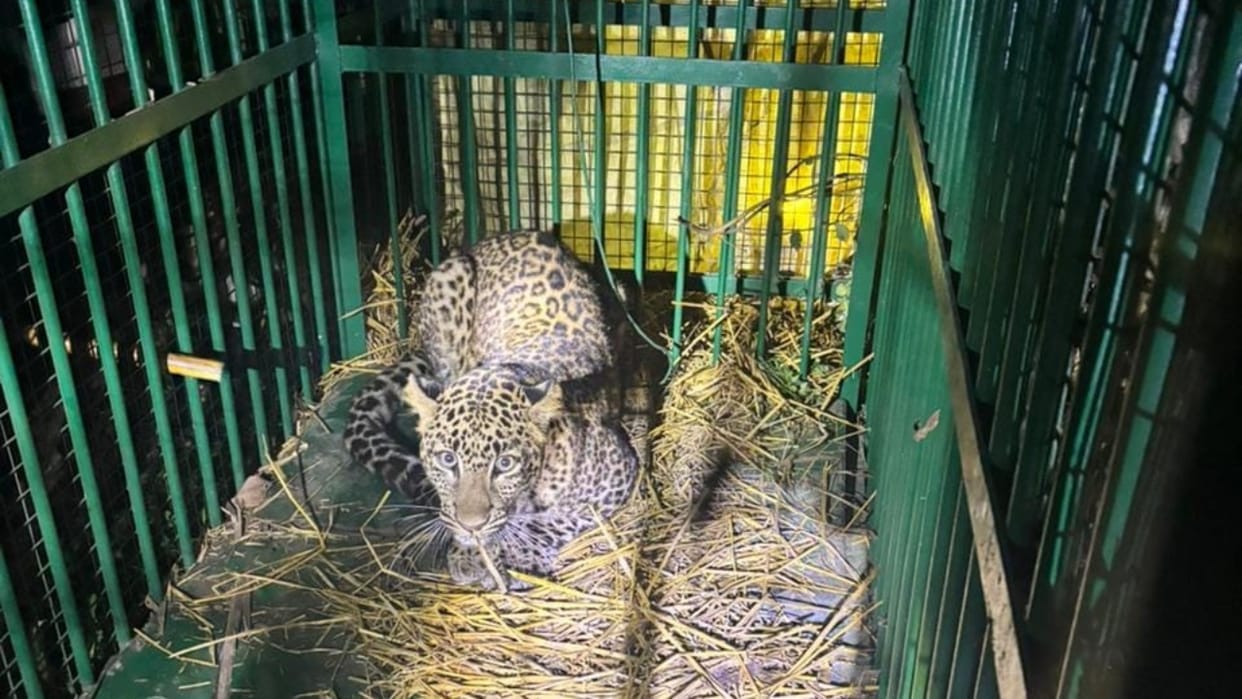 leopard trapped in cage in lakhimpur kheri