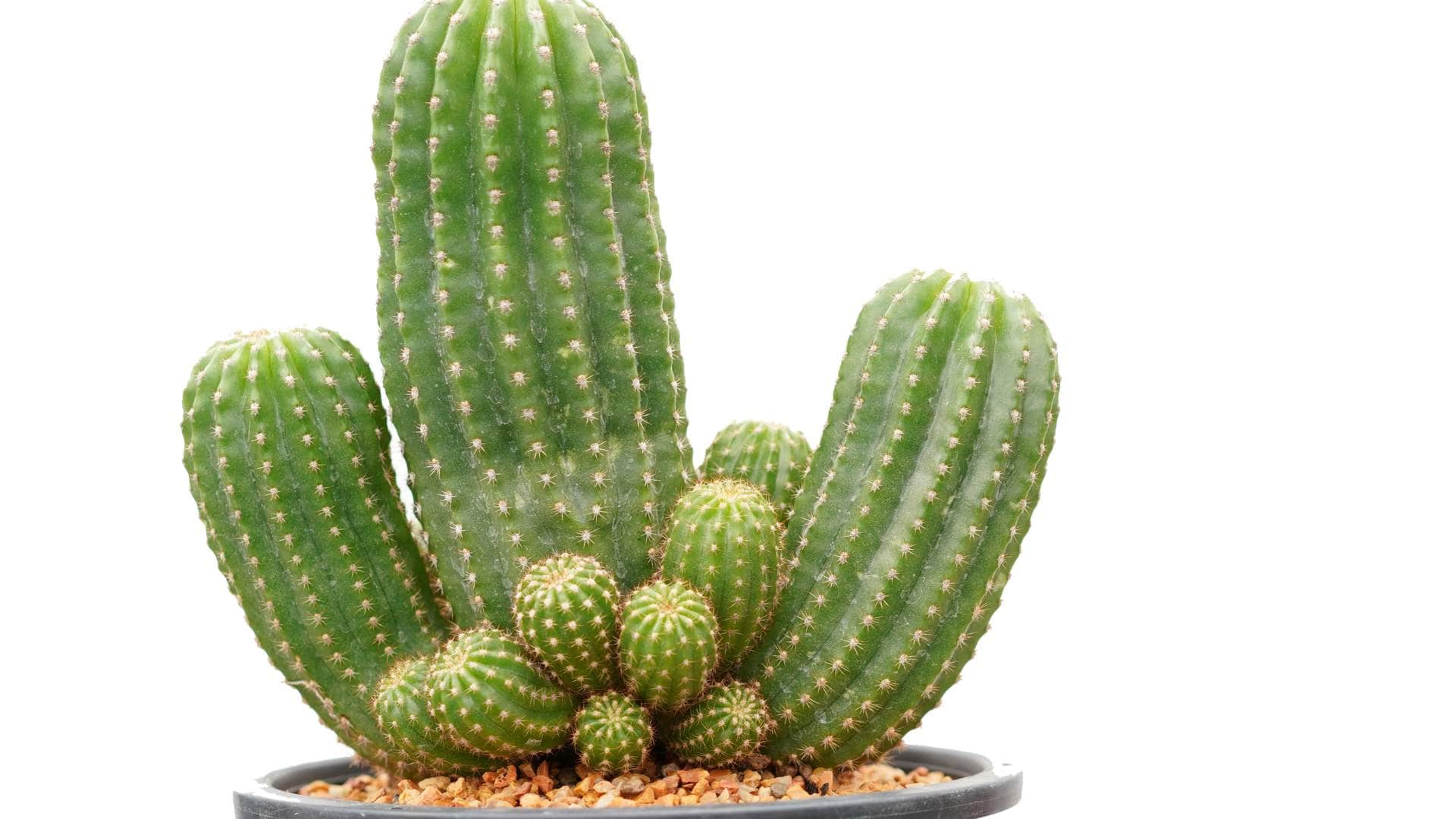 Vastu Tips for office never keep this plant on the office table progress and promotion will be stopped