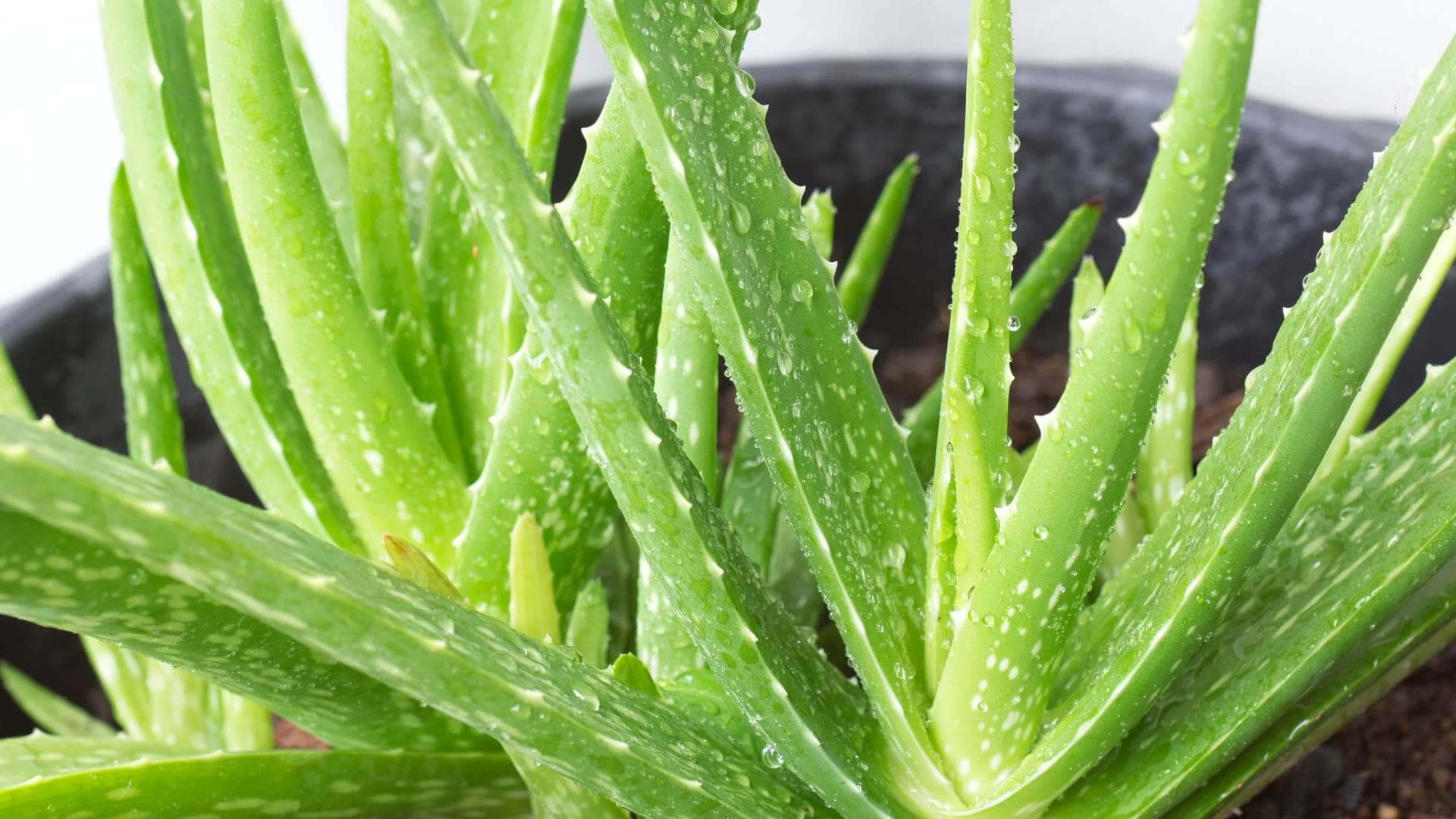 Vastu Tips for office never keep this plant on the office table progress and promotion will be stopped