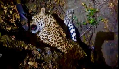 Indore: Leopard's prey, claws and teeth missing found in Double Chowki forest near Indore
