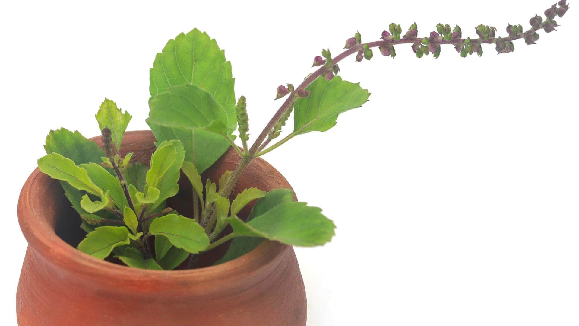 Vastu Tips for office never keep this plant on the office table progress and promotion will be stopped