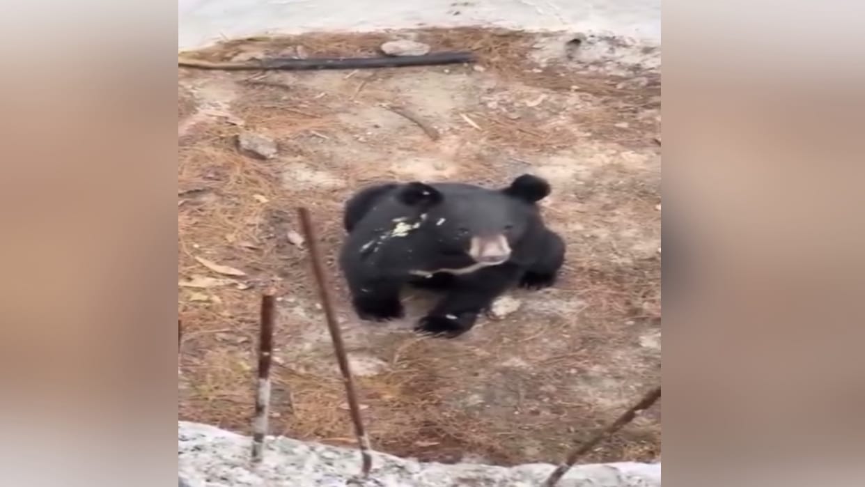 A bear fell into a water tank under construction in Chaura village of Kinnaur.
