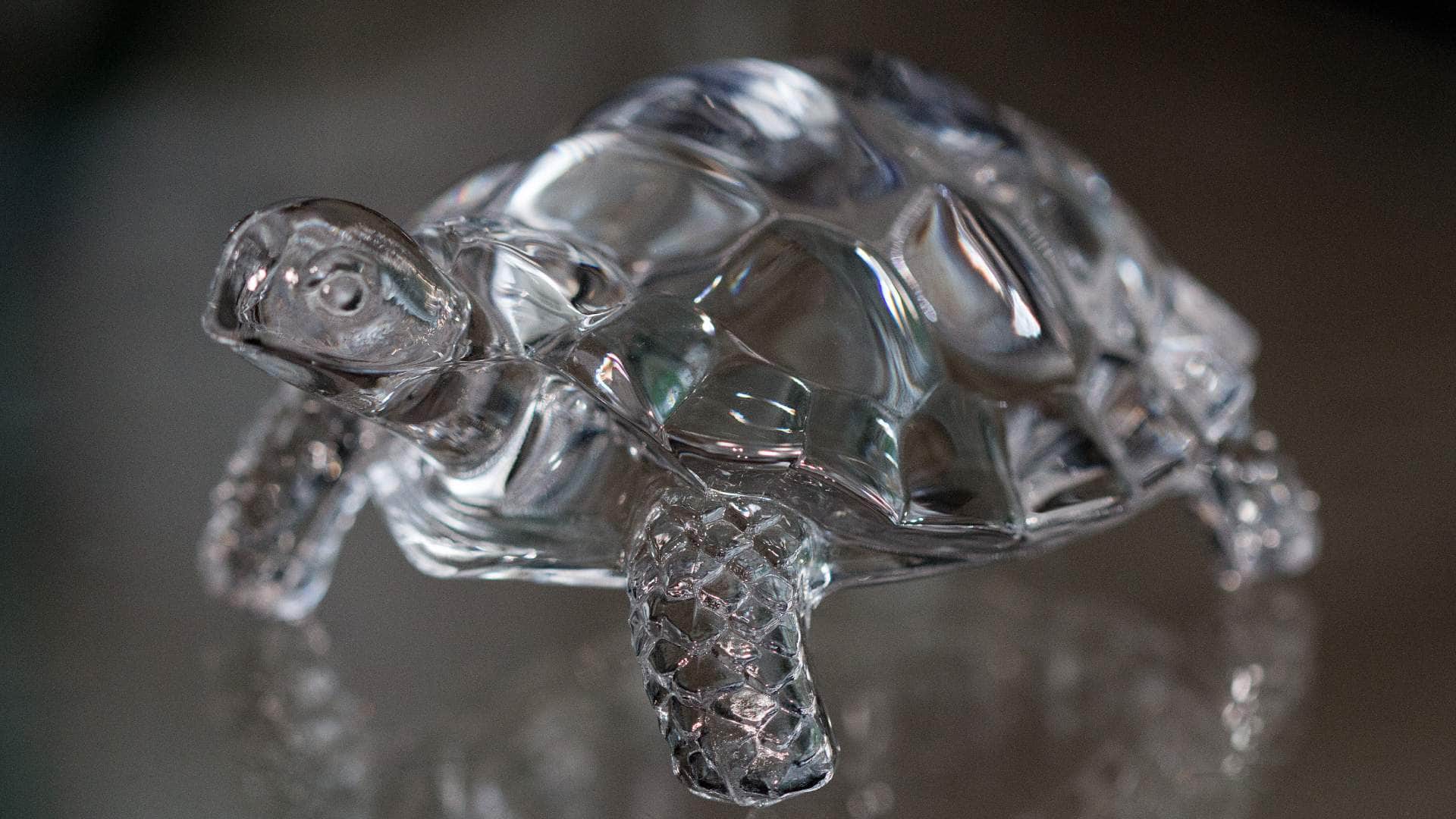 Feng Shui Tips Keeping the tortoise in the right direction and place brings happiness and wealth to the house