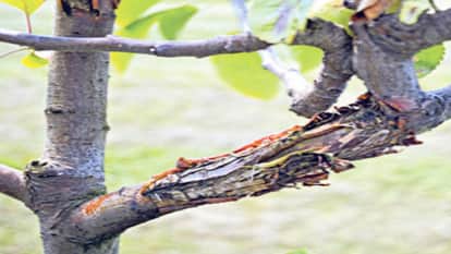Himachal Apple orchards are being affected by canker due to drought, premature defoliation and intense sunligh