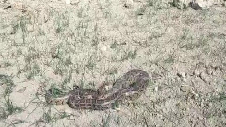 A 20 kg, 10 ft long python found in the field
