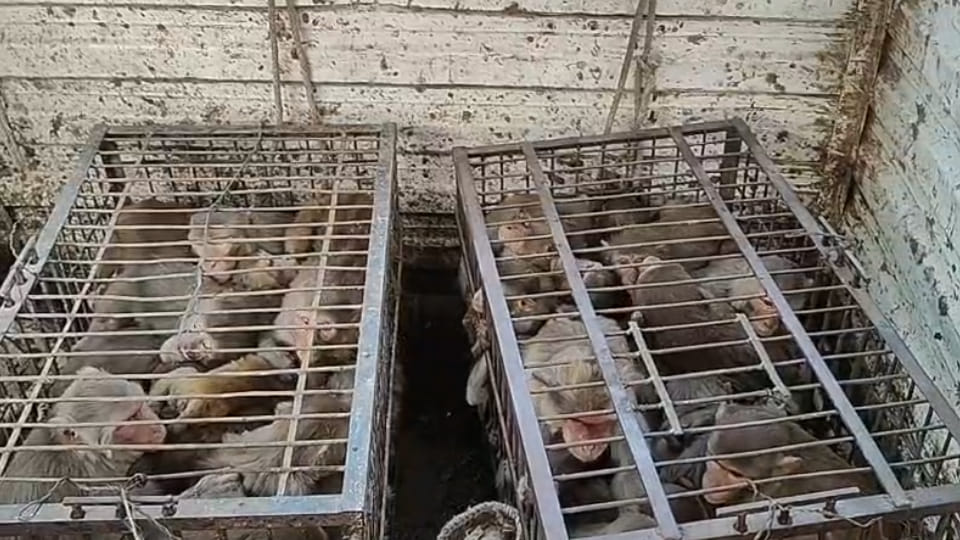 Fatehpur: four-member team from Mathura caught 61 monkeys on the first day from police and railway colonies