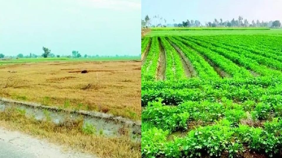 Barren land was made fertile