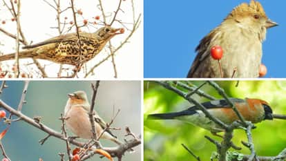 Wild apples are helping to attract bird species in Himachal Pradesh study reveal