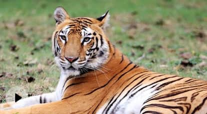 The cry echoed in Ranthambore