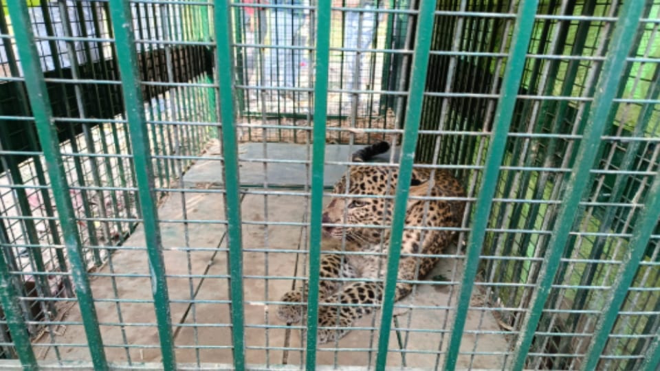 Leopard Captured in Cage in Dhansini Village of Najibabad; Villagers Breathe a Sigh of Relief