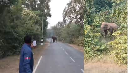 elephant strayed from herd and reached Kanaki area  in Korba