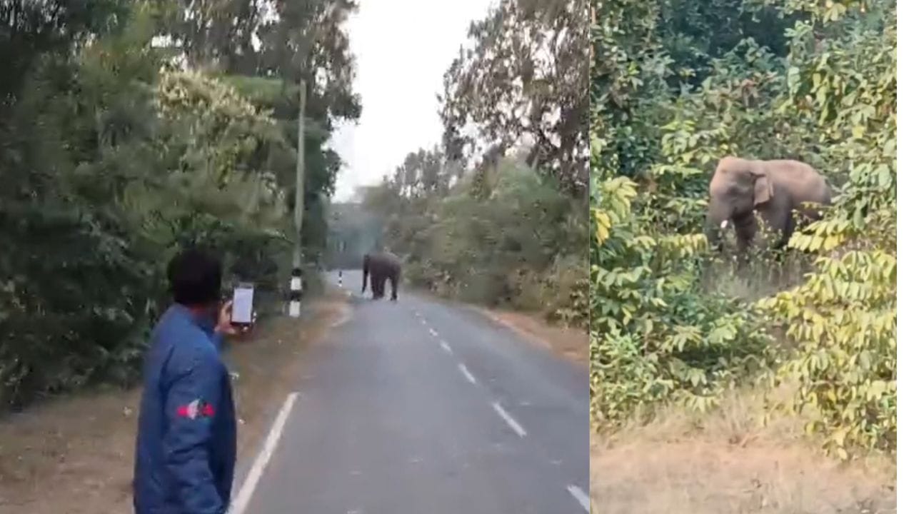 दल से भटका हाथी