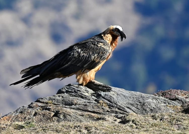 Chamoli News: पक्षियों के कलरव से गूंजा औली, 16 वर्ष बाद दिखा दुर्लभ बियर्डेड वल्चर