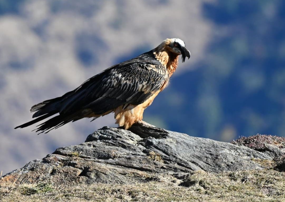 Chamoli News Auli resounds with chirping of birds rare bearded vulture spotted after 16 years
