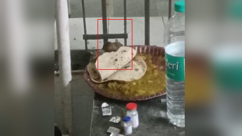Bijnor Medical Hospital Viral Video: Rats Eating Patient’s Food Exposes Poor Hygiene Conditions