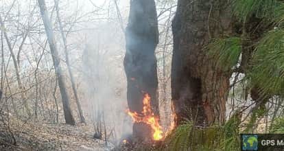 A massive forest fire in Bagtor, Gurez, reduced the green belt to ashes
