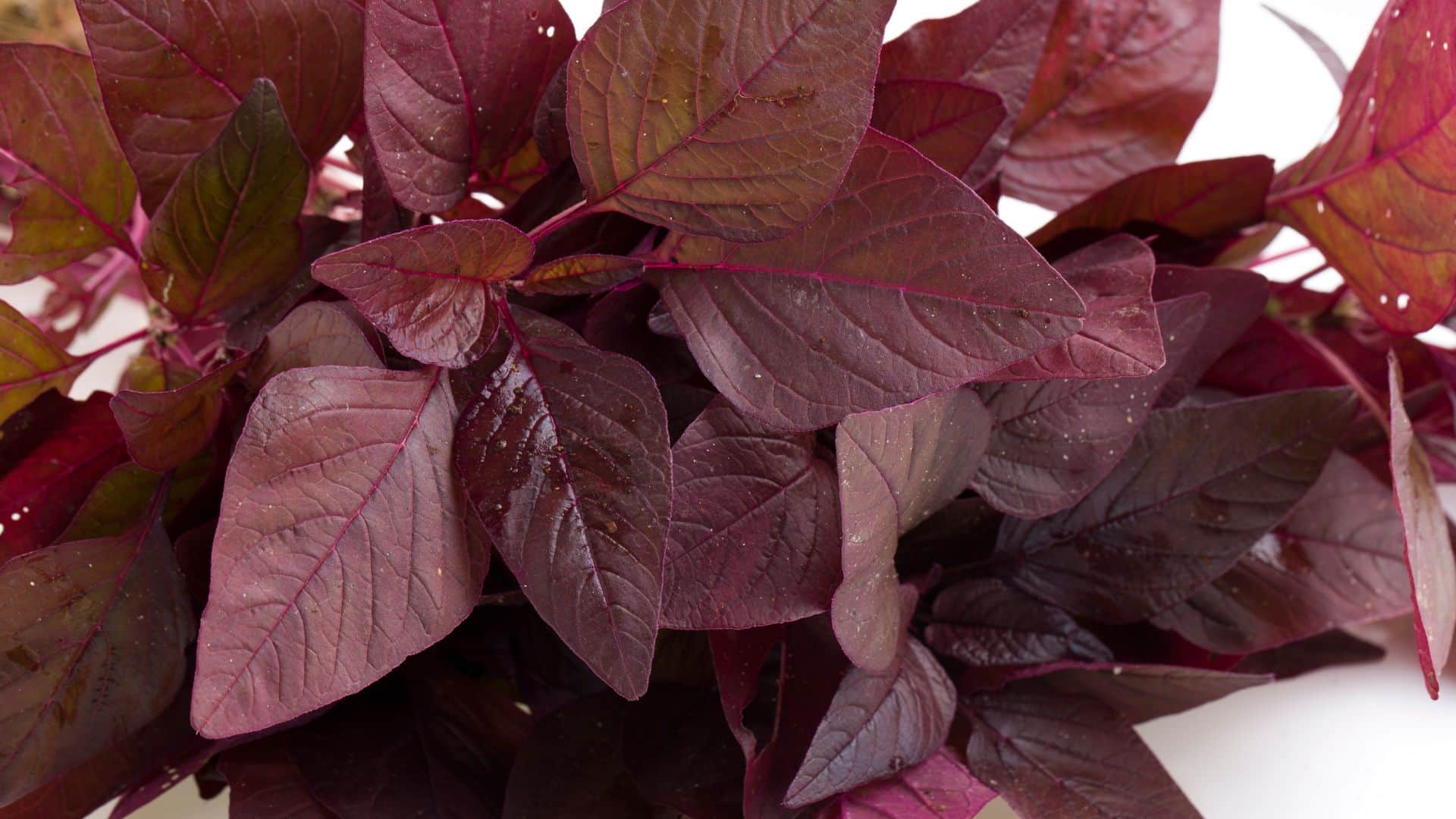 Health Tips: Nutrient-rich Red leaves boost digestion and immunity Chaulai ka Saag