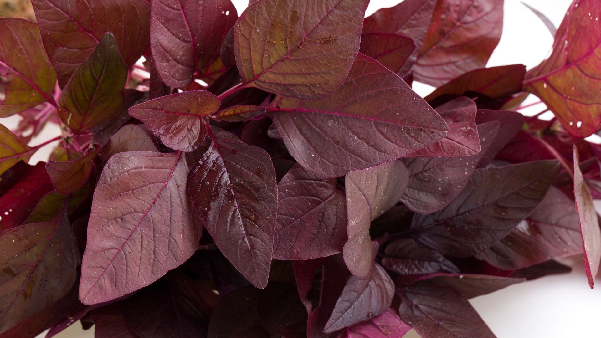 Health Tips: Nutrient-rich Red leaves boost digestion and immunity Chaulai ka Saag