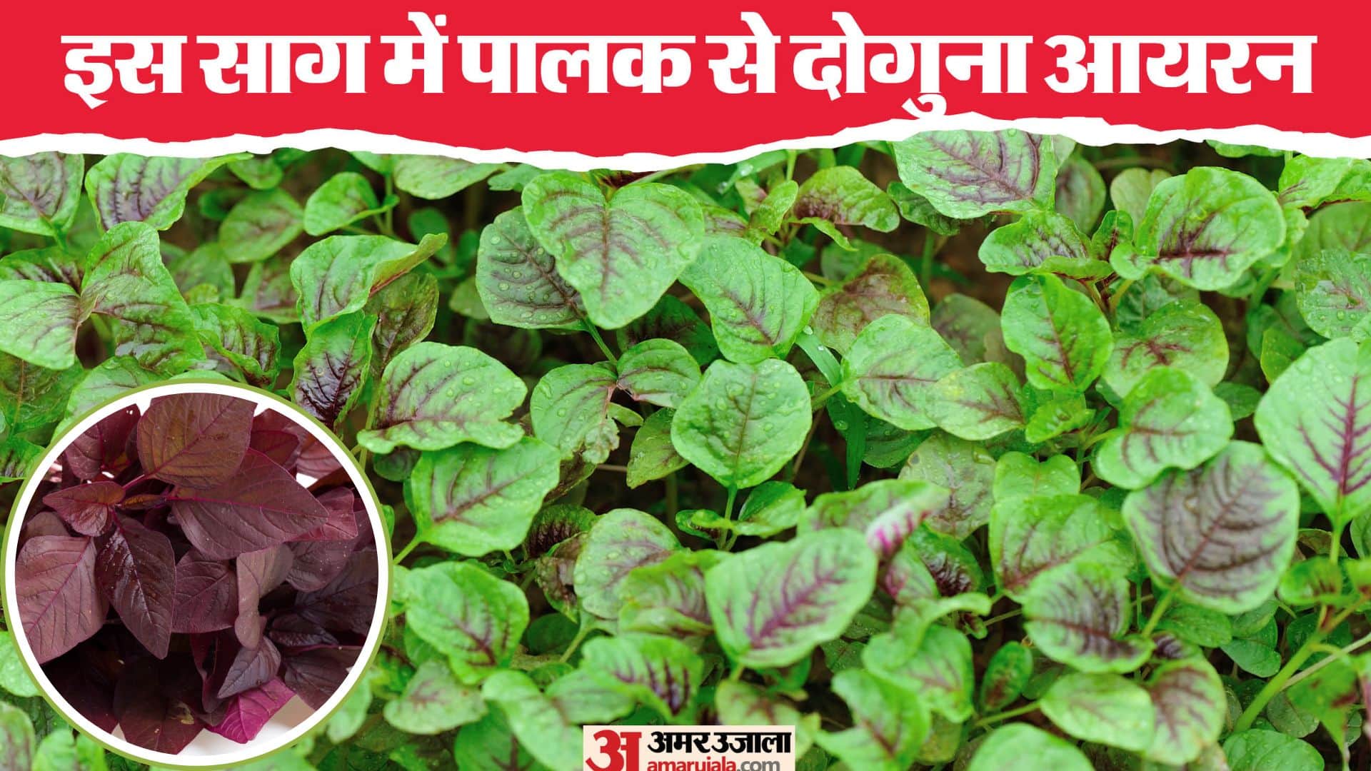 Health Tips: Nutrient-rich Red leaves boost digestion and immunity Chaulai ka Saag