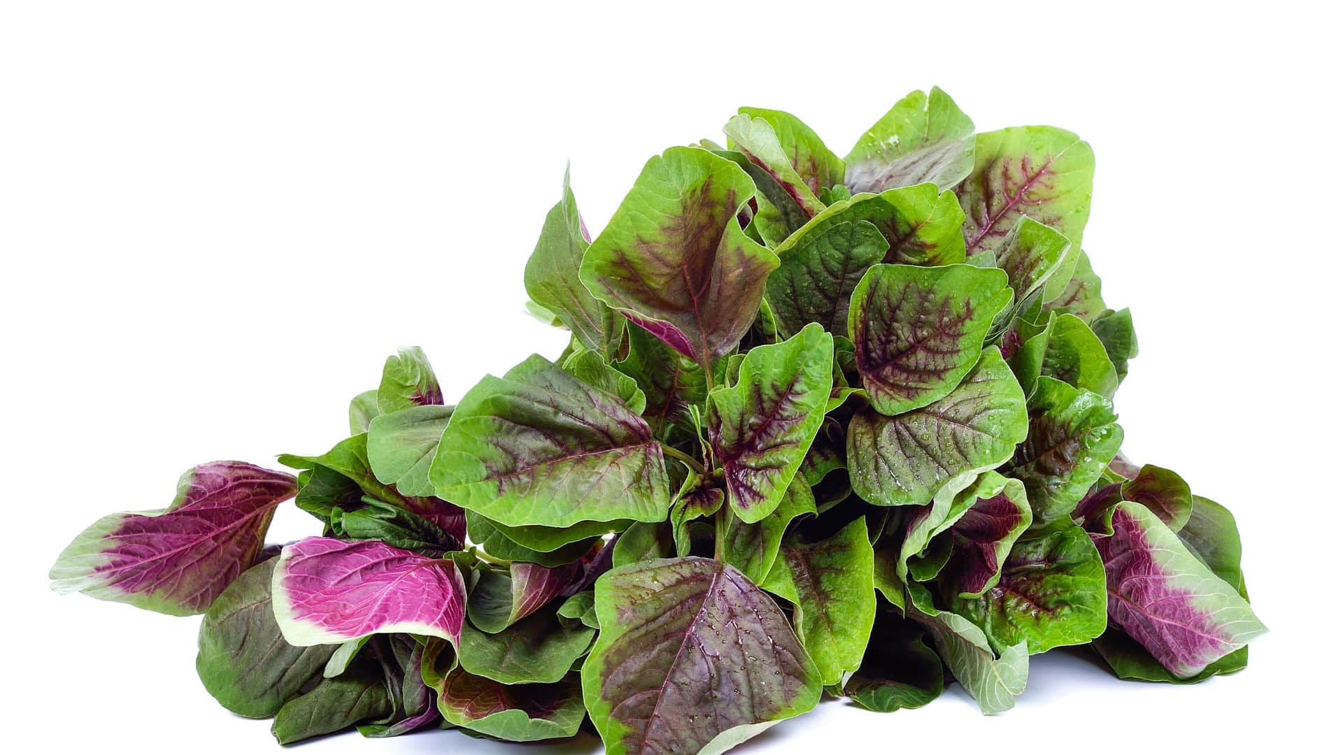 Health Tips: Nutrient-rich Red leaves boost digestion and immunity Chaulai ka Saag