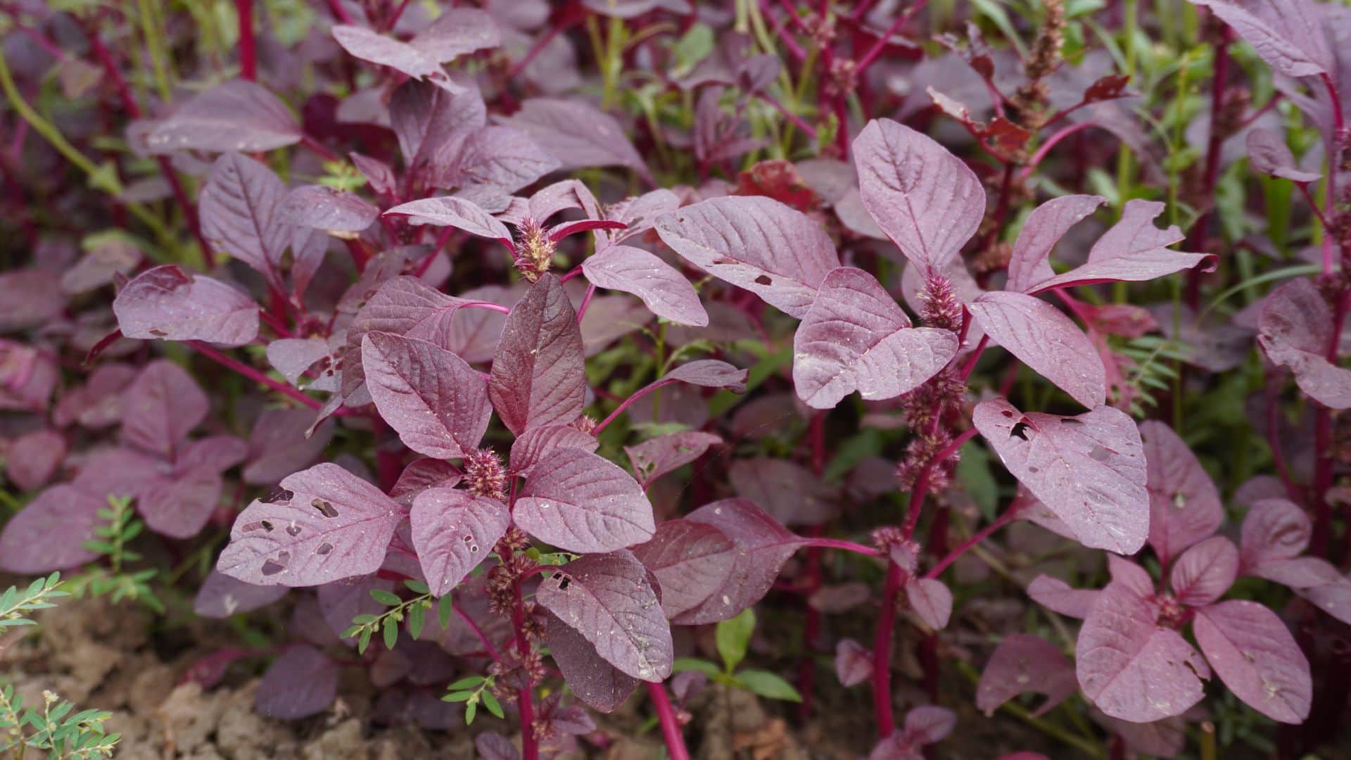 Health Tips: Nutrient-rich Red leaves boost digestion and immunity Chaulai ka Saag