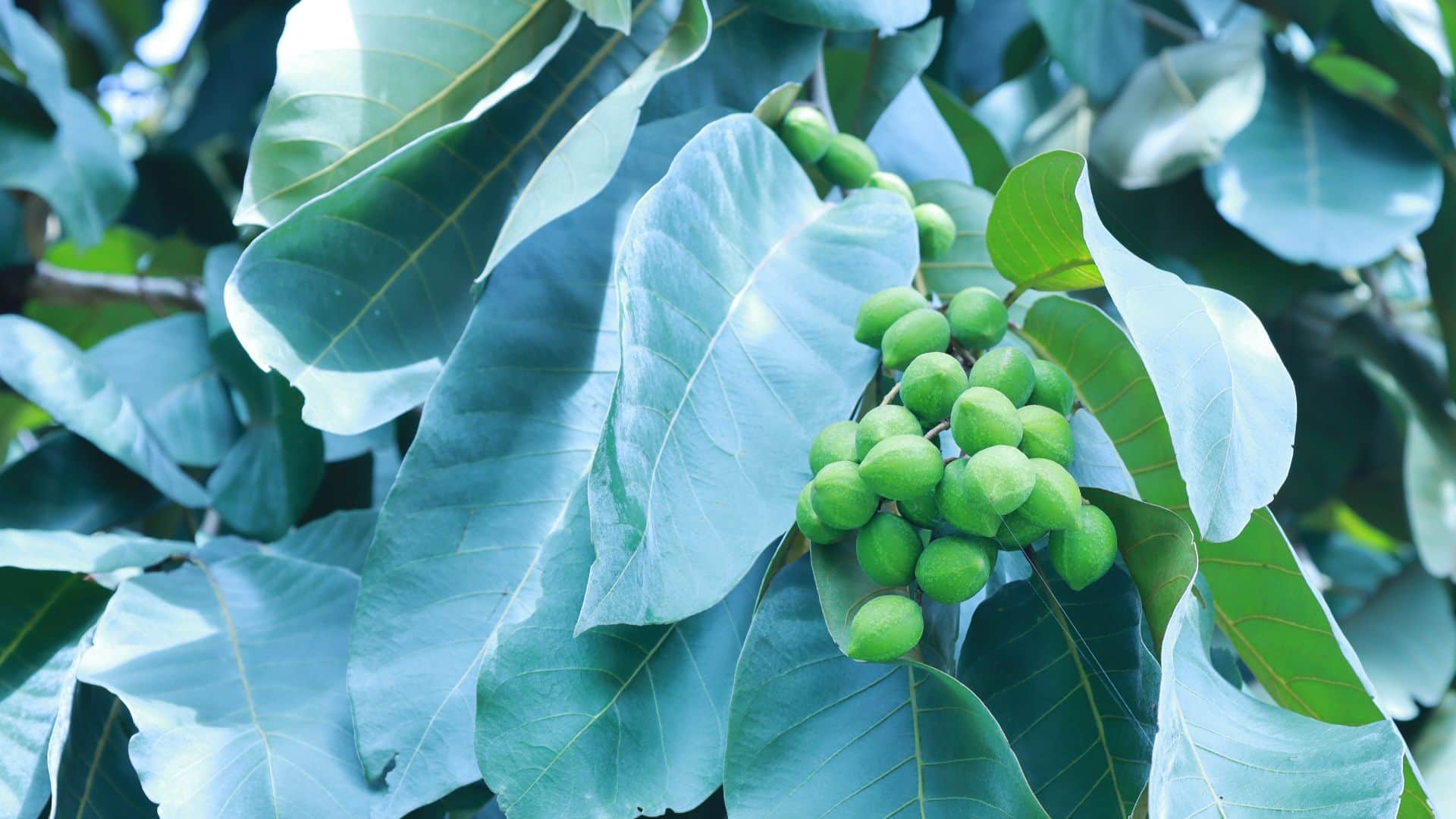 Health benefits of haritaki or harad in hindi Very few people know about this herb