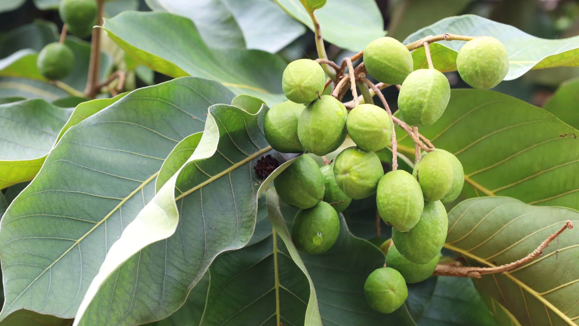 Health benefits of haritaki or harad in hindi Very few people know about this herb