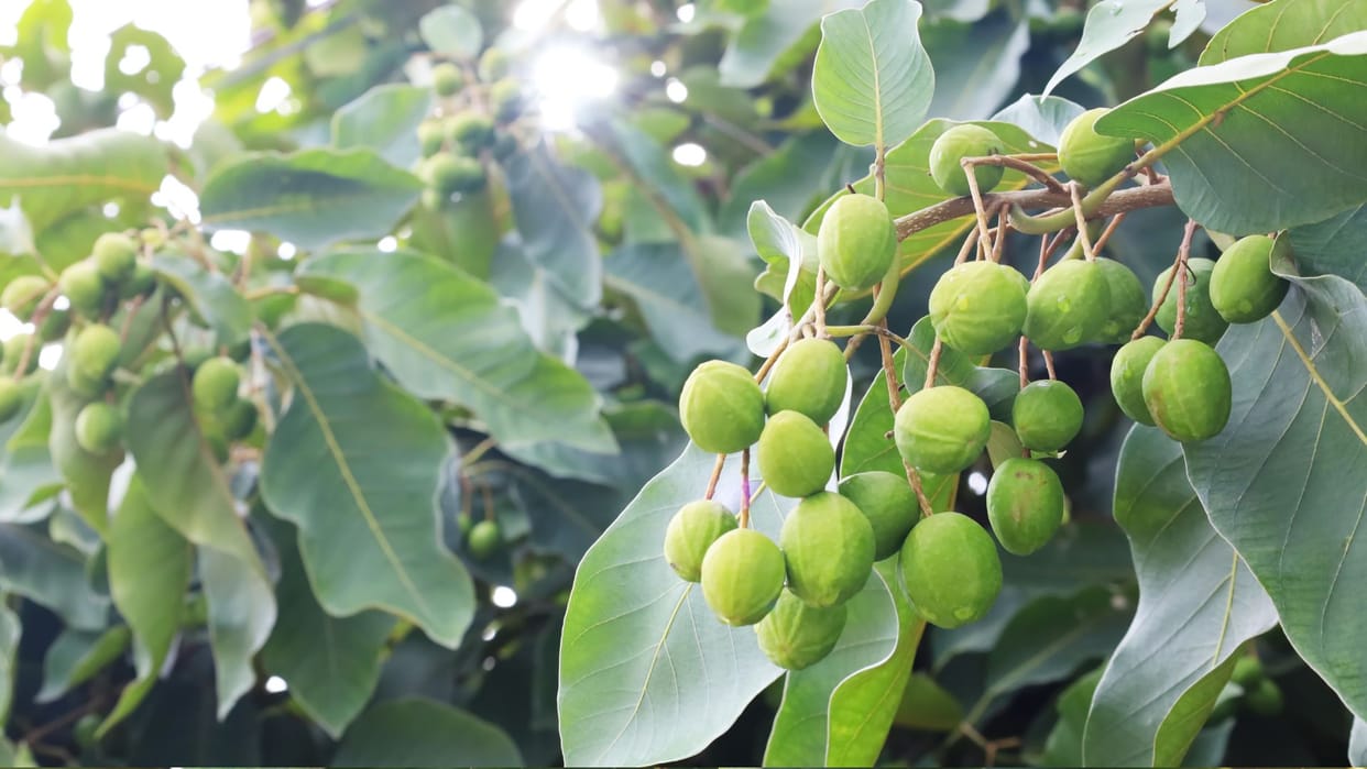 Health benefits of haritaki or harad in hindi Very few people know about this herb