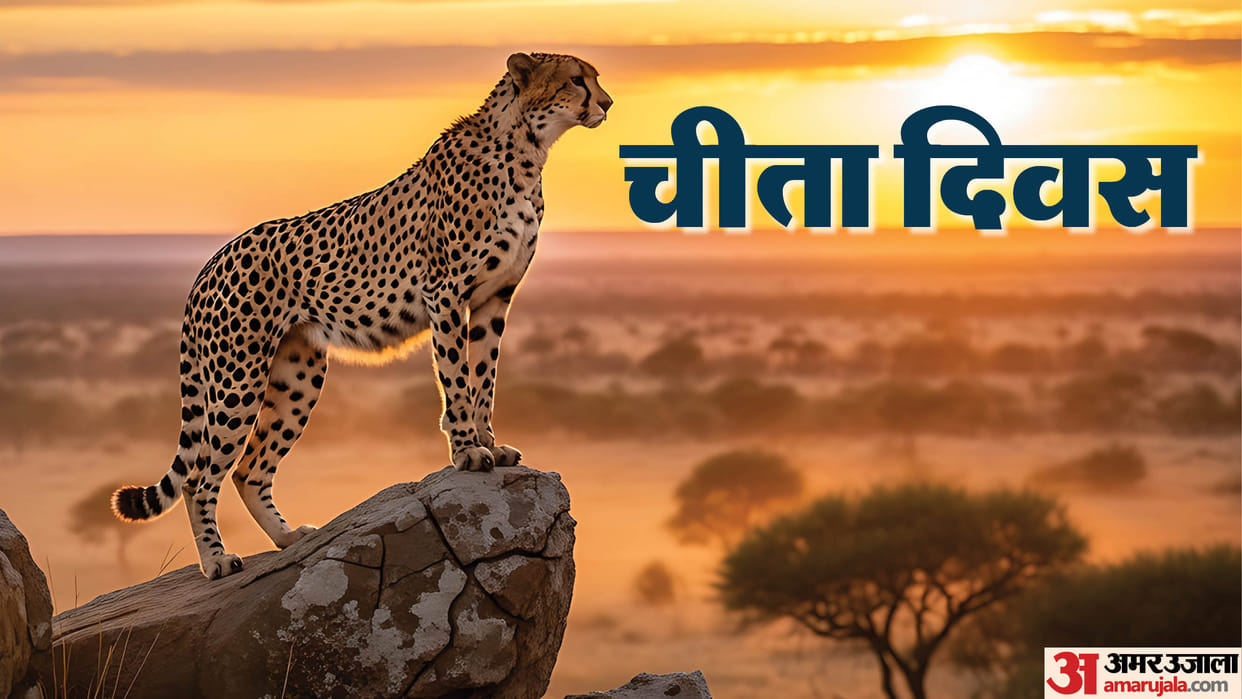 MP News: Chief Minister Dr. Yadav will release 3 leopards into the wild in Kuno on International Cheetah Day.