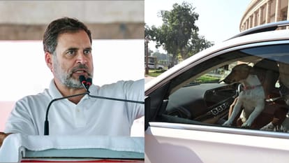कांग्रेस सांसद राहुल गांधी