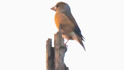 Rare hawfinch bird spotted in Corbett Tiger Reserve Dehradun News in hindi