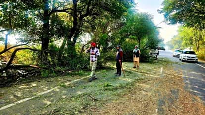 huge tree fell on Ludhiana-Bathinda highway Several vehicles collided in dark of night