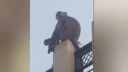 A female monkey is seen carrying a puppy around in Gorakhpur's Unwal area and feeding it her milk.