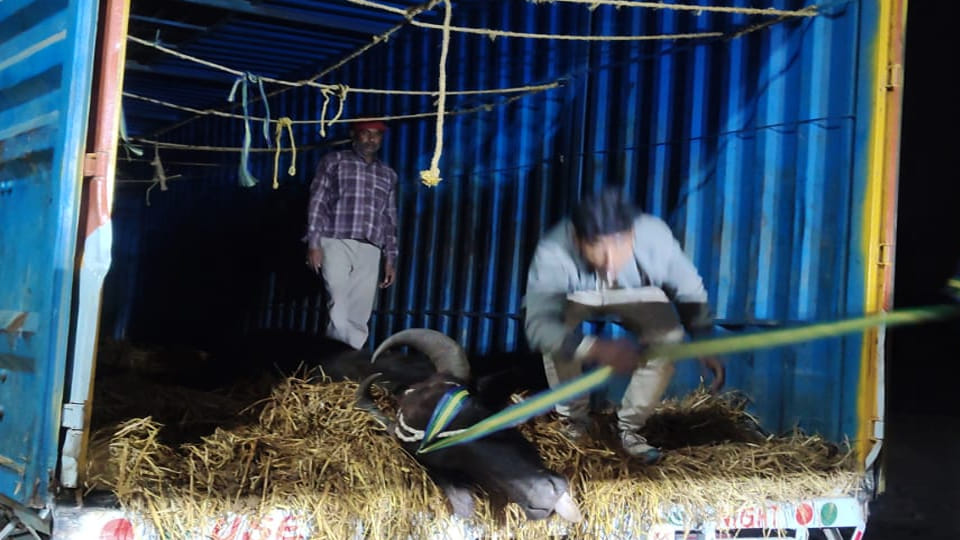 Kanpur: 64 cattle being transported from Jharkhand to Unnao in two containers seized