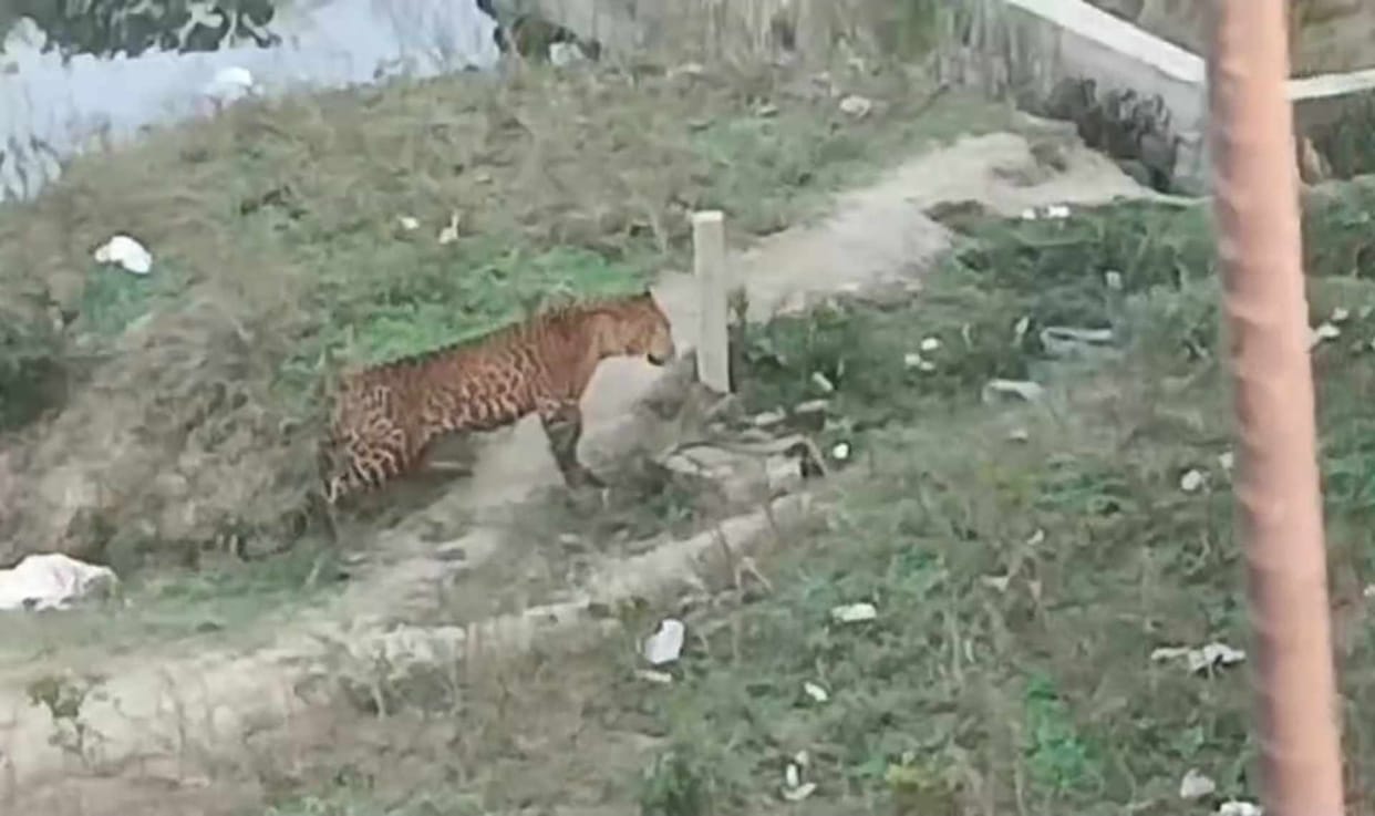 Leopard enters residential area in Rohtas, rescued safely by forest department