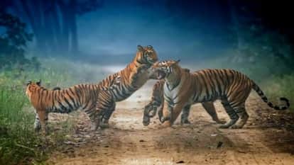 Tiger count in the Terai region begins 10 December in Lakhimpur kheri