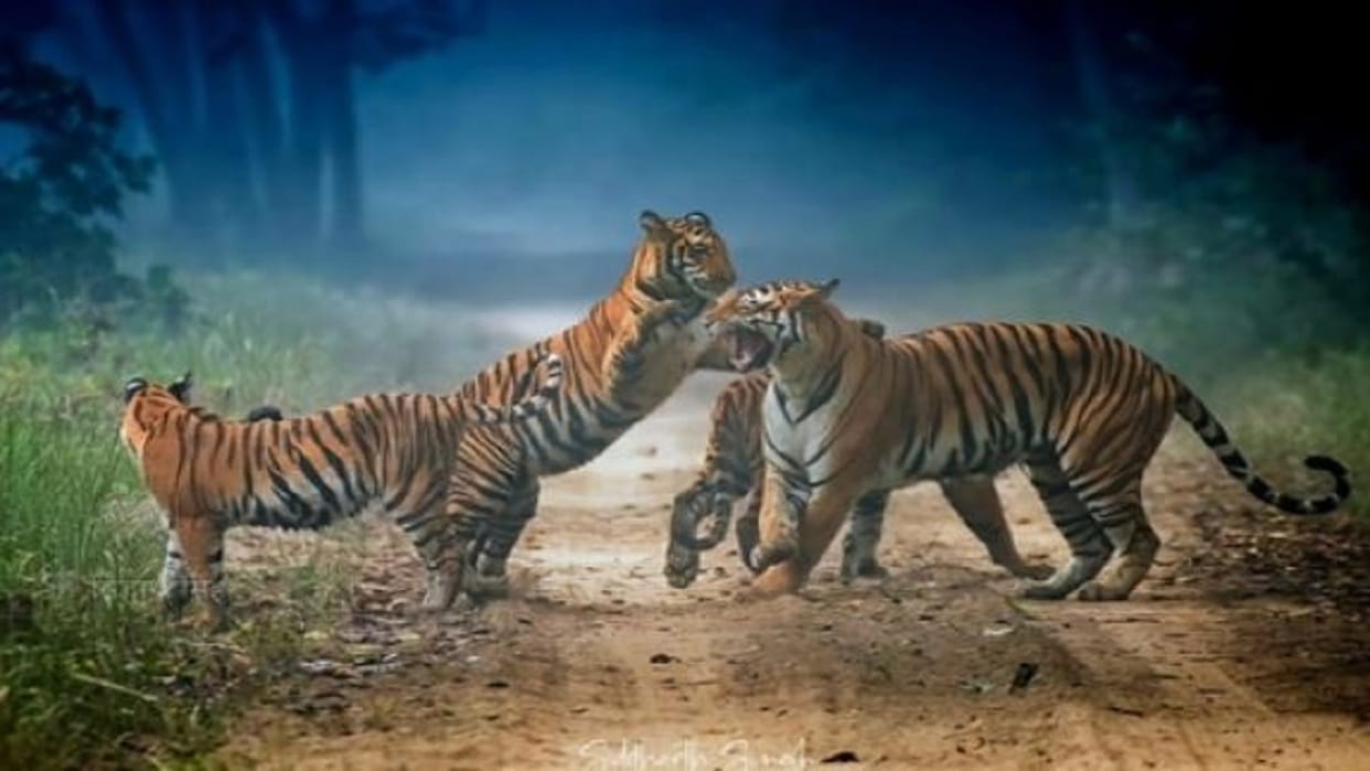 Tiger count in the Terai region begins 10 December in Lakhimpur kheri